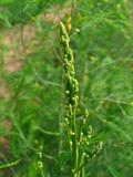 Asparagus officinalis
